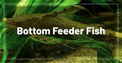 10 Best Bottom Feeder Fish for Freshwater Aquariums