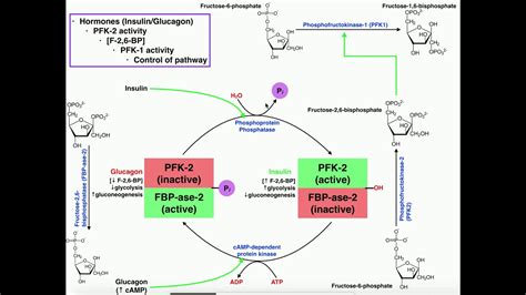 Glycolysis | Regulation of PFK-1/Glycolysis Via PFK-2 Activity - YouTube