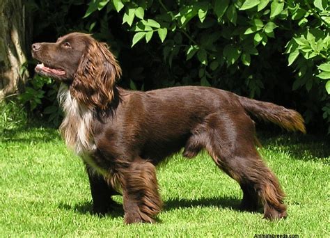 Sussex Spaniel - Pictures, Information, Temperament, Characteristics | Animals Breeds