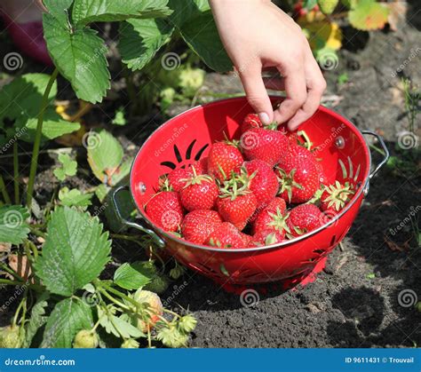 Strawberry Harvest Stock Image - Image: 9611431