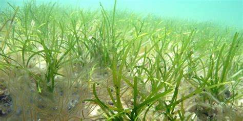 Cornell Cooperative Extension | Eelgrass Restoration and Monitoring