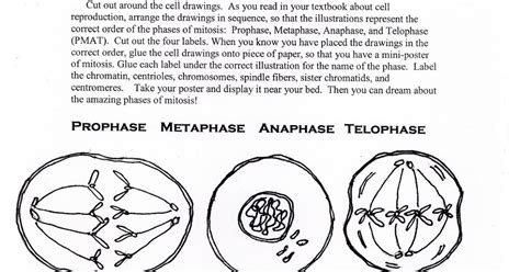 Science Tutor: Phases of Mitosis Activity Worksheet