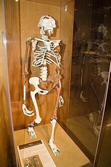 Lucy (Australopithecus) - Wikipedia