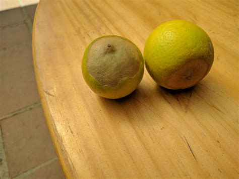 fruit trees - Discoloration on bottom of limes - Gardening & Landscaping Stack Exchange