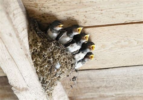 Easy Guide To Understanding Bird Behavior: 9 Common Behaviors & Tips