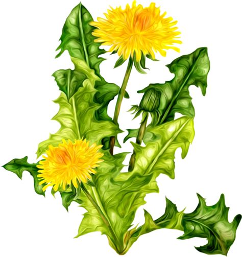 Dandelion PNG Image - PurePNG | Free transparent CC0 PNG Image Library