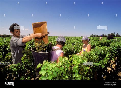 France, Gironde, Bordeaux vineyard, grape pickers, manual grape harvest ...