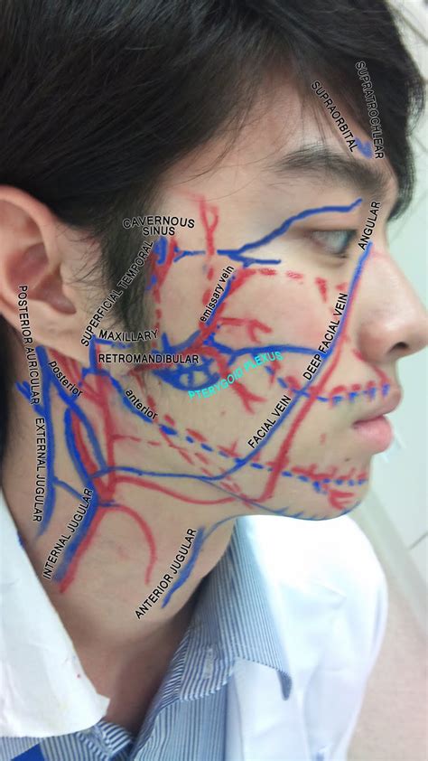 WizDent: Trigeminal nerve and venous drainage of face