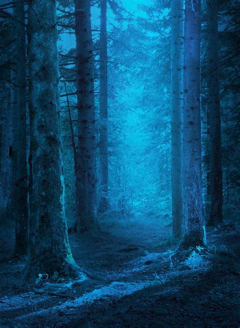 Forest by Mevludin Sejmenovic - Photo 229079297 / 500px | Blue forest ...