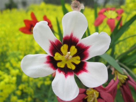 Sparaxis tricolor, flor atractiva de larga duración