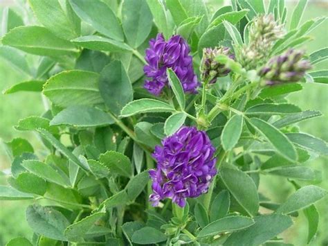 Lucerne flower | Currency Creek Fine Fodder | Flickr