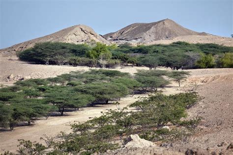 UAE’s plant species to be preserved in ‘gene bank’