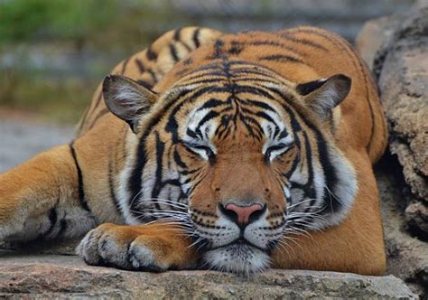 Sleeping Tiger Stock Photos, Pictures & Royalty-Free Images - iStock