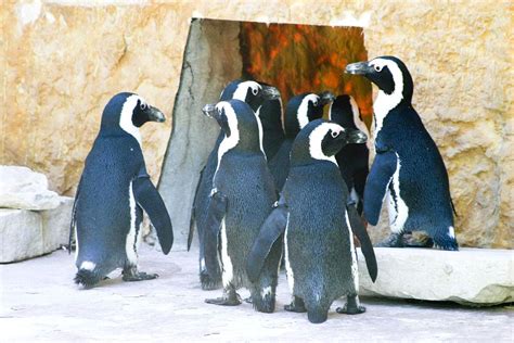 Free picture: penguins, zoo