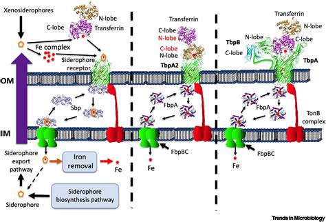 Targeting bacterial transferrin and lactoferrin receptors for vaccines: Trends in Microbiology