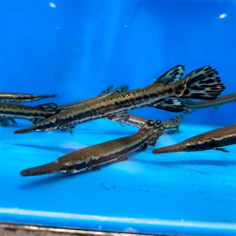 Cuban Gar (Atractosteus Tristoechus) – PC Aquatics