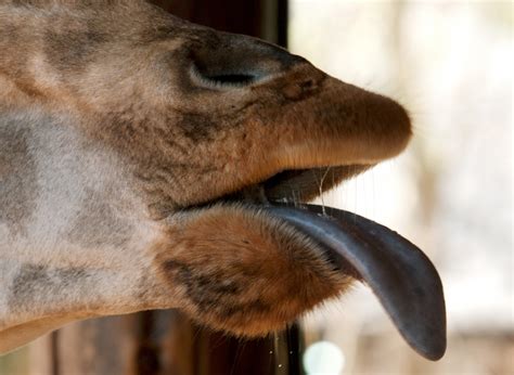 Africa Photos-giraffe tongue