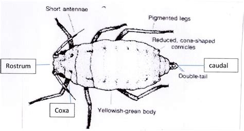 Description - Russian Wheat Aphid-Fact Sheet