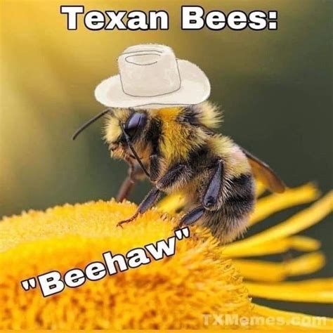 Bee haw feller! : r/memes