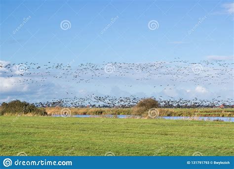 Migrating greylag geese stock image. Image of birds - 131791793