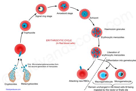 Plasmodium: General Characters and Life Cycle in Man and Life Cycle in Mosquito | Study&Score