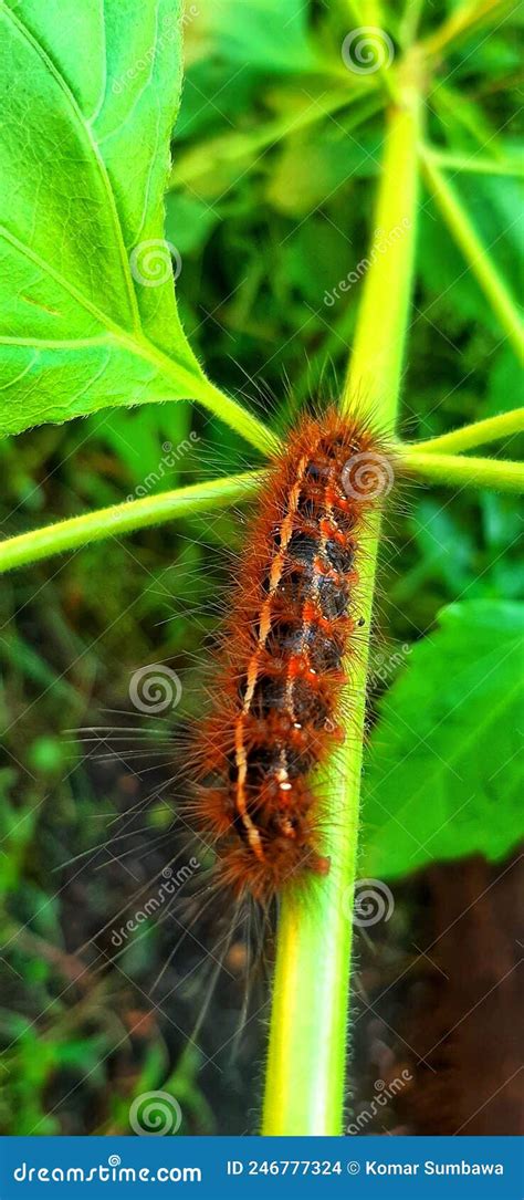 Brown Caterpillars Feathers or & X22;Ulat Bulu& X22; Asian Indonesian ...