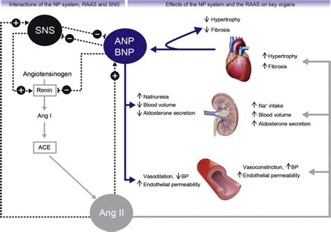 Schematic diagram to show how the NP system, the RAAS and the SNS... | Download Scientific Diagram