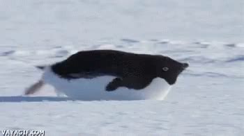 Penguin Slide GIF - Penguin Slide Weeeee - Discover & Share GIFs