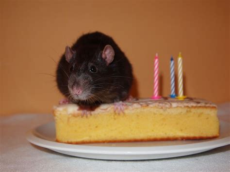 47 best images about Rats Love Birthdays on Pinterest | Pet accessories, Party cakes and Dean o ...