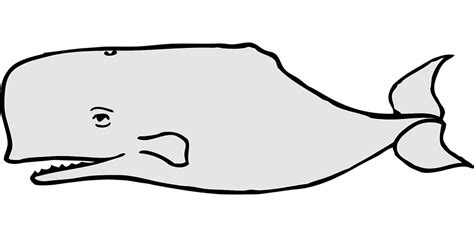 Whale Gray Mammal · Free vector graphic on Pixabay