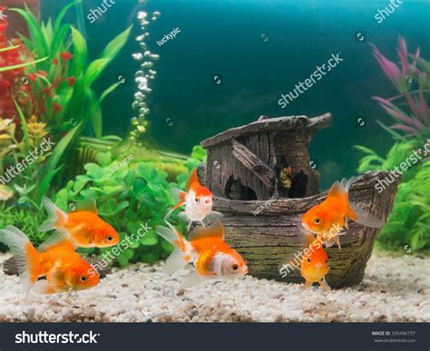 94,746 Freshwater Aquarium Fish Images, Stock Photos & Vectors ...