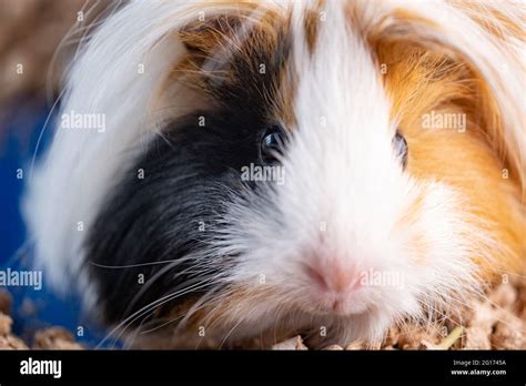 Peruvian guinea pig Stock Photo - Alamy