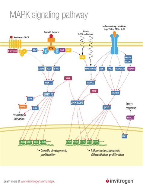 (PDF) MAPK Signaling Pathway - DOKUMEN.TIPS