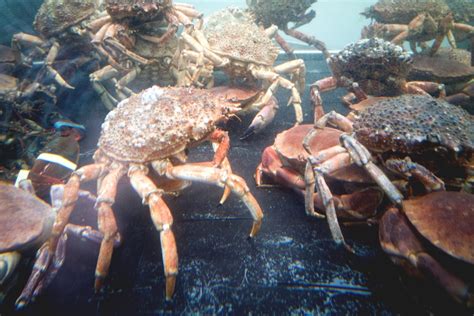 Climate Change Decimated Alaska's Snow Crab Population - InsideHook