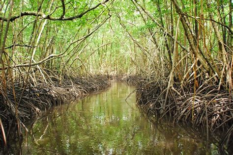 Science is Saving the Mangrove Forests - Quality Fresh LLC