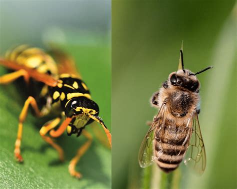 Wasps vs Bees: What's the Difference? | Excel Pest Services