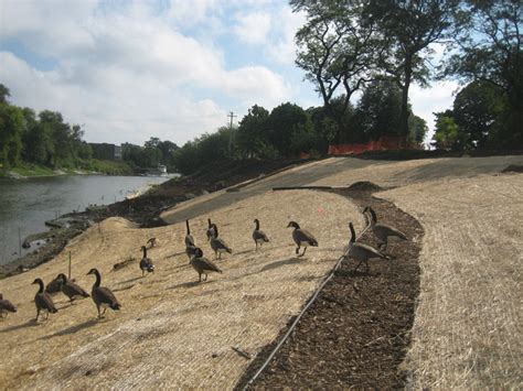 Horner Park Riverfront Restoration Update – Horner Park Dog Park