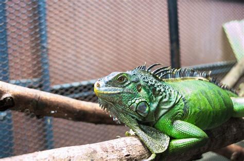 Iguana Dalam Tampilan Rumah Kaca Bersandar Pada Batang Kayu Di Kebun ...