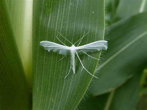 White Moth Sightings: Meaning and Symbolism - A-Z Animals