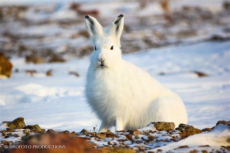 Arctic Hare Arctic Hare, Arctic Animals, Elements Of Nature, Wild And Free, Phenomena, Animal ...