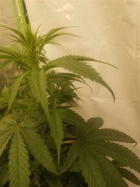 Leaf tips curling, yellow tips on another - Troubleshooting - I Love Growing Marijuana Forum