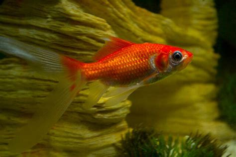 33 Different Types of Goldfish Breeds | Identification Guide