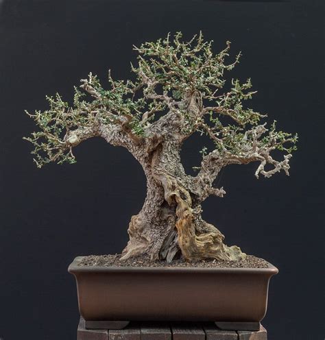 black olive tree bonsai - Kermit Putnam