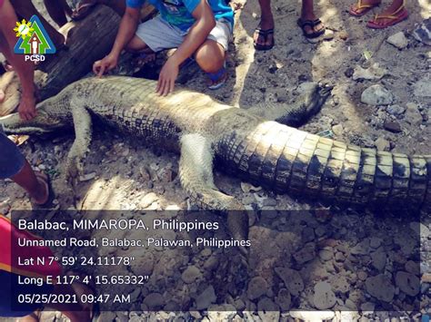 One dead Saltwater Crocodile recovered in Barangay Poblacion V, Balabac, Palawan | PCSD