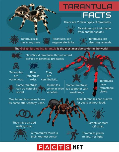 50 Thrilling Tarantula Facts That Are Too Big To Miss