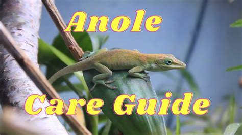 Everything you need to know about anole lizard care – HousePetsCare.com