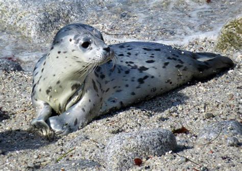 PHOTOS: Harbor seal pups in Pacific Grove | Seal pup, Harbor seal, Pup