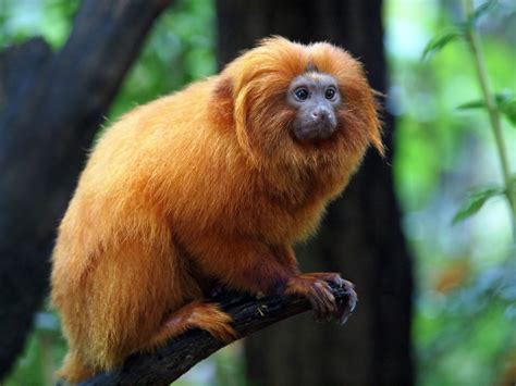 Mico-leão-dourado - características, espécies, fotos - Animais - InfoEscola