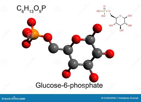 Glucose-6-phosphate Dehydrogenase (G6PD) Protein. Enzyme Of The Pentose Phosphate Pathway That ...