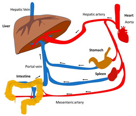 Albums 99+ Wallpaper Diagram Of The Liver In The Body Full HD, 2k, 4k 10/2023